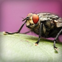 /album/tanfomahal/photolia-a08-jpg/